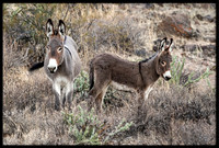 Wild Donkeys