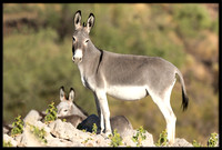 Wild Donkey