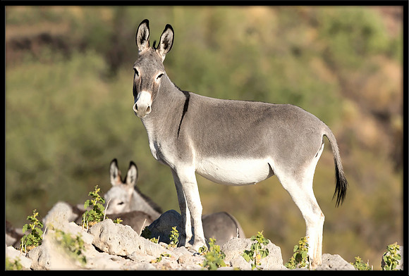 Wild Donkey