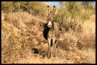 Wild Donkey