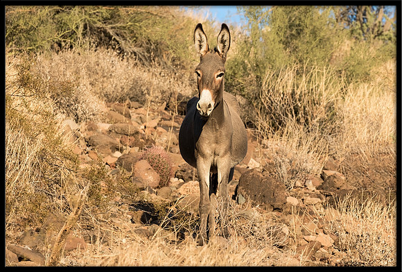 Wild Donkey