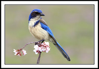 Scrub Jay
