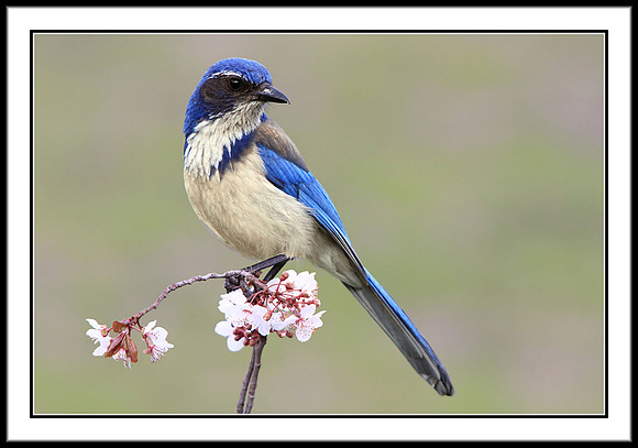Scrub Jay