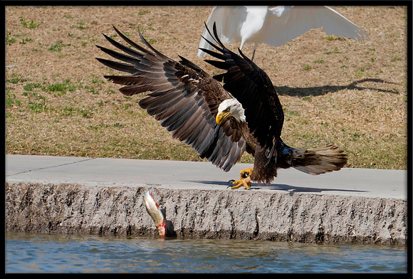 Bald Eagle