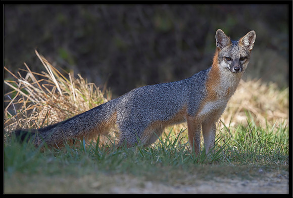 Grey Fox