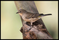 Yellow-rumped Warbler