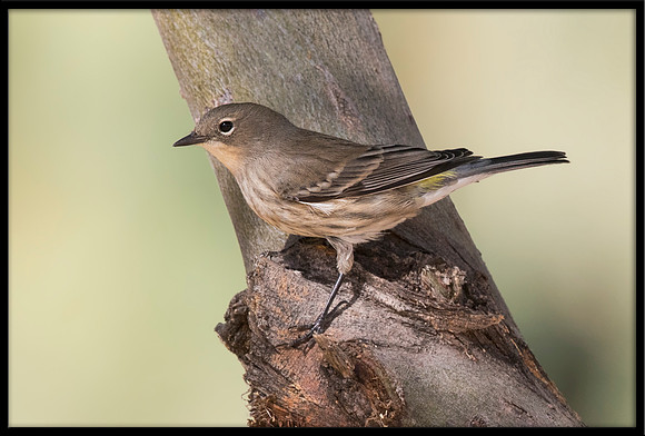 Yellow-rumped Warbler