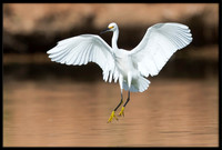 Snowy Egret