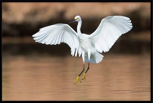 Snowy Egret
