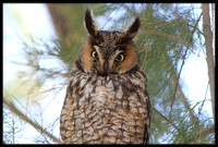 Long-eared Owl