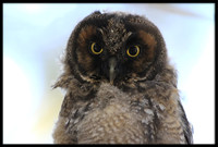 Long-eared Owl