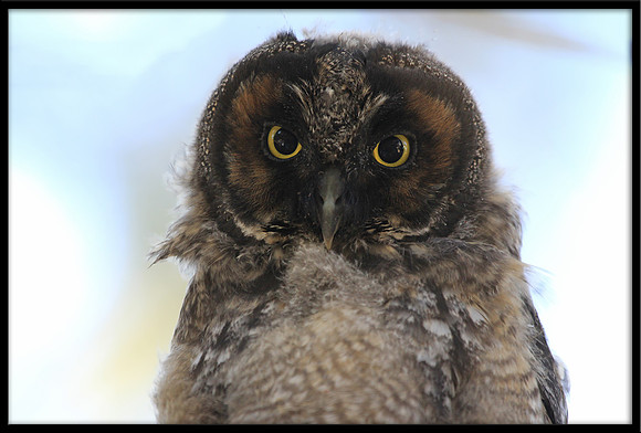 Long-eared Owl