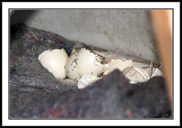 Junglefowl Eggs