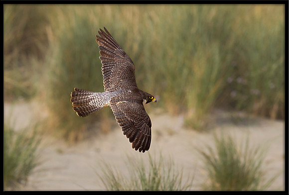 Peregrine Falcon
