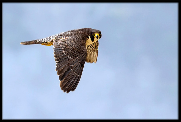 Peregrine Falcon