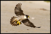 Peregrine Falcons