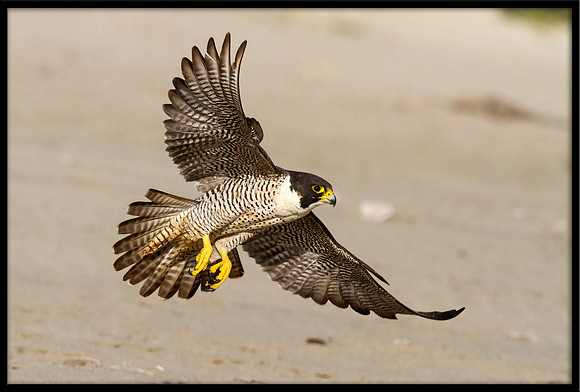 Peregrine Falcon