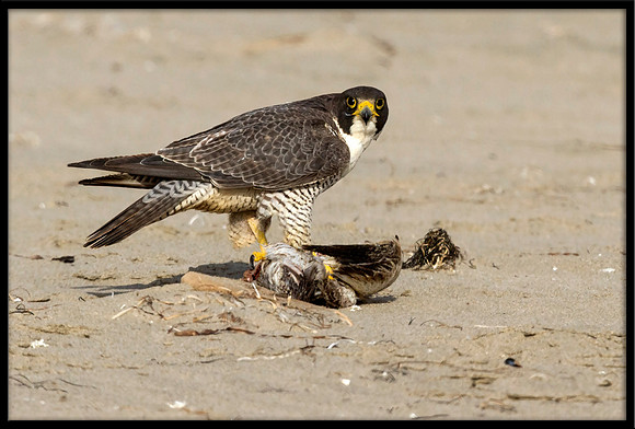 Peregrine Falcon