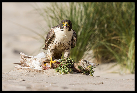 Peregrine Falcon