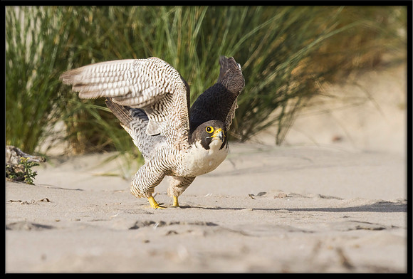 Peregrine Falcon