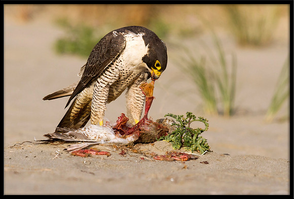 Peregrine Falcon
