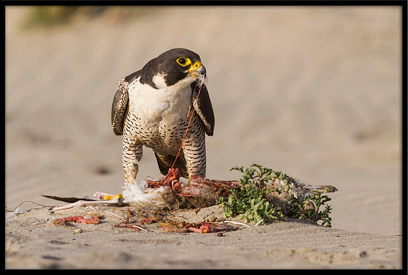 Peregrine Falcon