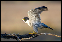 Peregrine Falcon