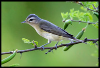 Warbling Vireo