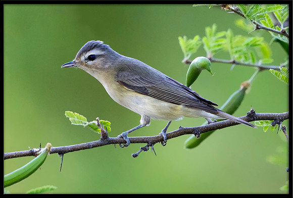 Warbling Vireo