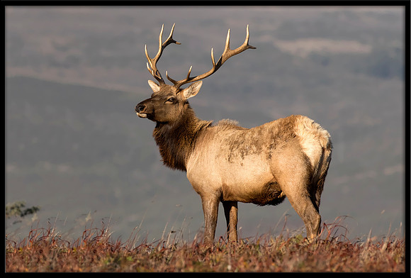 Bull Tule Elk