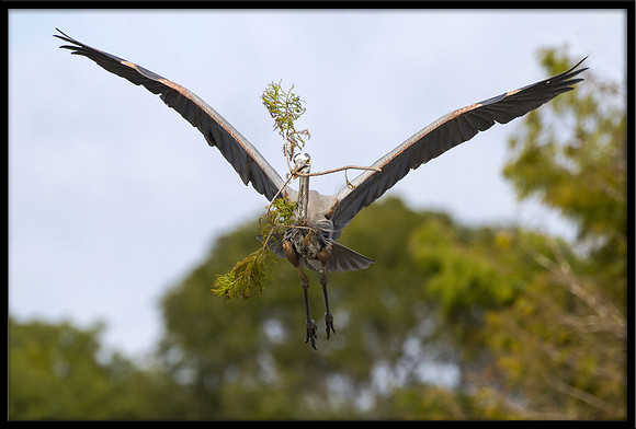 Great Blue Heron with nesting material