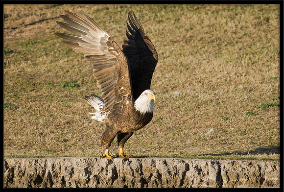 Bald Eagle