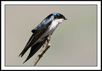 Tree Swallow