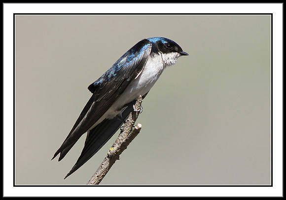 Tree Swallow