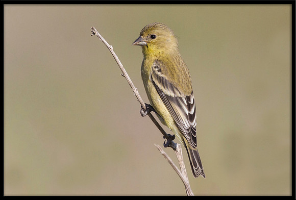 Goldfinch