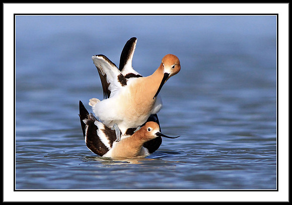 Avocets mating