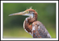Tri-colored Heron