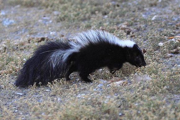 Striped Skunk