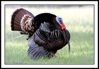 Wild Turkey