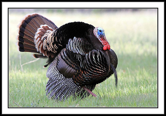 Wild Turkey