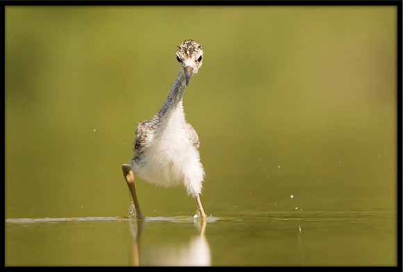 Black-necked Stilt chick