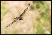 Lesser Nighthawk