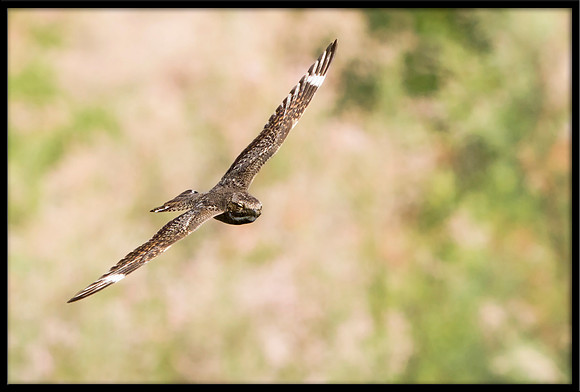Lesser Nighthawk