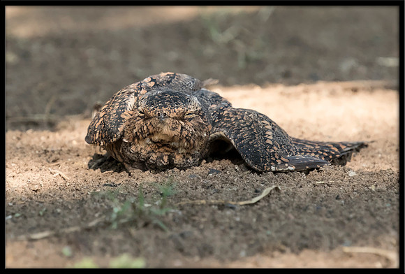 Lesser Nighthawk