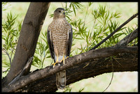 Cooper's Hawk