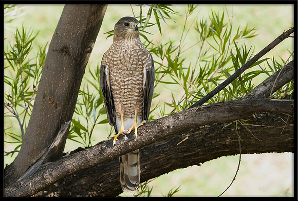 Cooper's Hawk