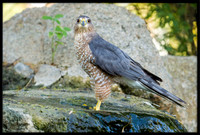 Cooper's Hawk