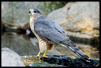 Cooper's Hawk