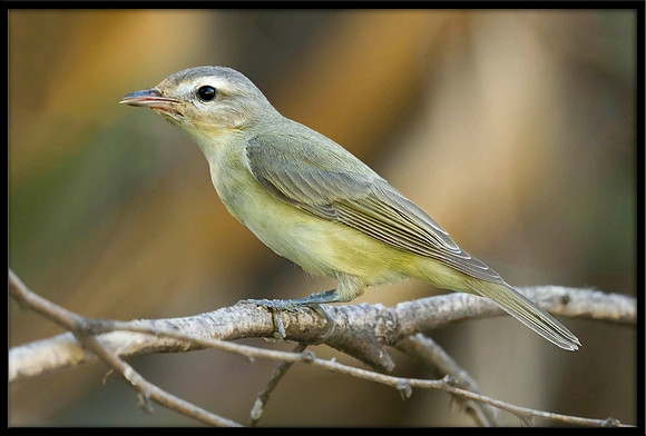 Warbling Vireo
