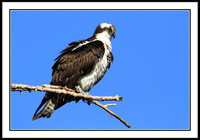 Osprey